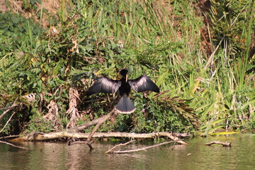 bird sunbathing on the lake