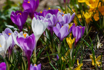 Beautiful spring background with close-up of a group of blooming purple, yellow, white crocus...