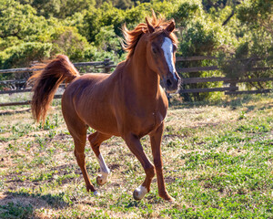 Obraz na płótnie Canvas Arabian Mare Horse Trotting in Her Pasture With Her Mane and Tail Flowing in the Breeze