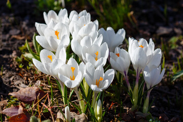 White crocuses growing on the ground in early spring. First spring flowers blooming in garden. Spring meadow full of white crocuses, Bunch of crocuses. White crocus blossom in spring garden