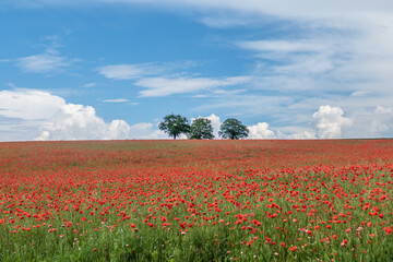 Feld mit Klatschmohnblüten im Frühjahr