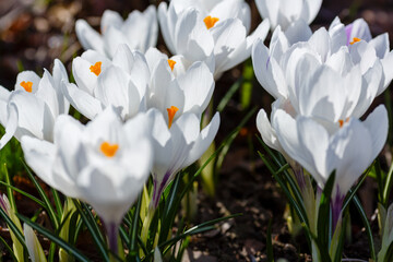 White crocuses growing on the ground in early spring. First spring flowers blooming in garden. Spring meadow full of white crocuses, Bunch of crocuses. White crocus blossom in spring garden