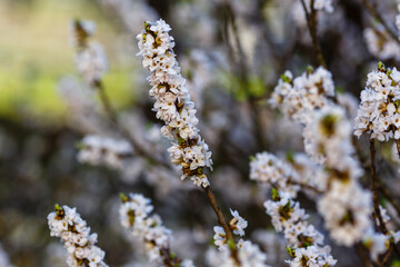 Flowering February daphne (Daphne mezereum, forma Alba)