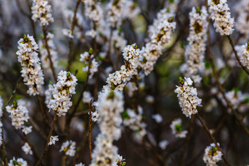 Flowering February daphne (Daphne mezereum, forma Alba)