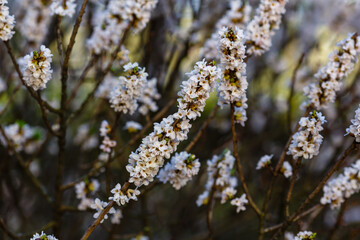 Flowering February daphne (Daphne mezereum, forma Alba)