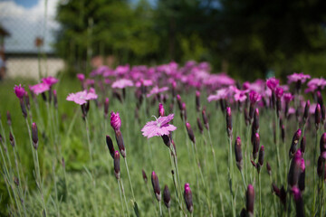 Carnation flower. 05.06.2021 17:00