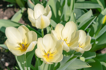 Fototapeta premium tulips in the garden on a beautiful background close-up
