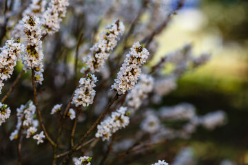 Flowering February daphne (Daphne mezereum, forma Alba)