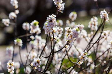 Flowering February daphne (Daphne mezereum, forma Alba)