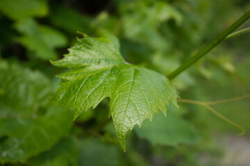 Vine leaves. 06/05/2021 17:00