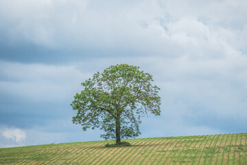 Fototapeta na wymiar Einzelner Baum im Feld