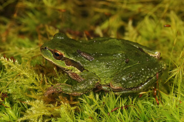 Full body closeup on a green Pacific treefrog, Pseudacris regilla on green moss