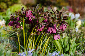 Lenten Rose (Helleborus caucasicus) in garden. Helleborus abchasicus A.Braun in spring garden