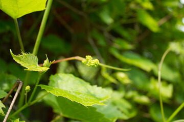 Vine leaves. 06/05/2021 17:00
