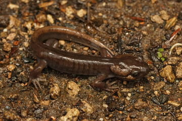 Closeup of a brown juvenile northwestern salamander , Ambystoma gracile on a wed springtime  night in North Oregon