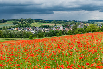 Feld mit Klatschmohnblüten im Frühjahr