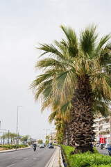 Obraz premium Street view of Athens. Asphalt road with cars and bike. Palm trees. Cityscape.