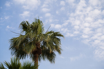 Fototapeta na wymiar Palm trees with blue cloudy sky on background. Nature background. Athens, Greece.