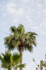 Palm trees with blue cloudy sky on background. Nature background. Athens, Greece.