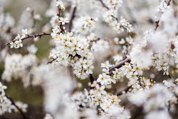 Spring tree of a blossoming cherry tree. Cherry blossoms in May on a flowering branch.