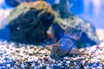 Diamond or Pearl Cichlazoma, Herichthys carpintis, kept in a home aquarium