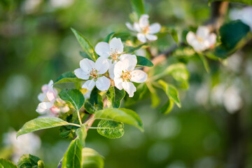 Spring tree of a blossoming apple tree. Apple blossoms in May on a flowering branch.