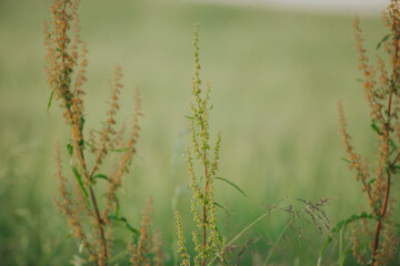 Closeup shot of growing meadow-grasses - obrazy, fototapety, plakaty