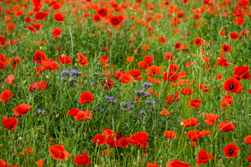 Feld mit Klatschmohnblüten im Frühjahr
