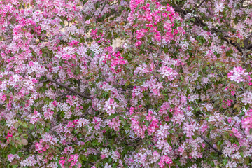 Spring floral background. The flowering apple tree is pink. Lush thick inflorescences and leaves. Variety shrub and tree
