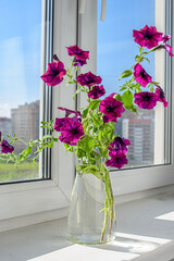 Beautiful petunia flowers in a glass vase on the windowsill. Summer mood.