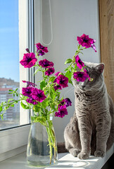 Beautiful petunia flowers and a cute gray cat on the windowsill. Summer mood.