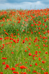 Feld mit Klatschmohnblüten im Frühjahr