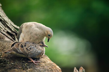 Mommy bird and baby bird sitting on a stump. Morning doves sitting. Birds looking at each other...