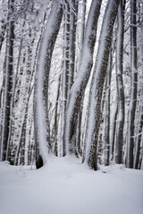 Winter forest with trees covered with ice and snow. Winter, codness, forest, trees, trunks.