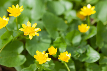 Green soy plants with yellow flowers, use as a background or texture