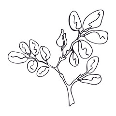 Flower, hawthorn branch in line art style for logo design development, vector illustration.