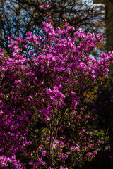 Obraz premium Rhododendron dauricum flowers (popular names bagulnik; maralnik) with bokeh background of bushes in blossom