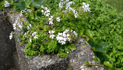 An old, concrete flower box with white flowers, close view