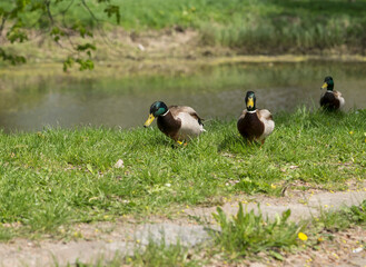 domestic drake ducks in nature near the pond