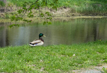 domestic drake ducks in nature near the pond