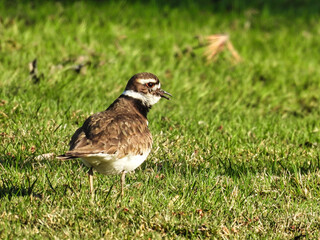Killdeer bird in the grass:  A Killdeer bird in the grass hunting and eating worms