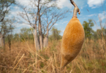 Fruit of Boab tree in Kimberly Western Australia