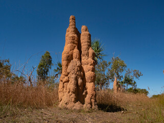 Tall cathedral termite mound in Top End Australia