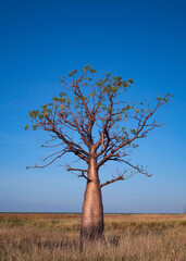 Young boab tree in Kimberly Western Australia