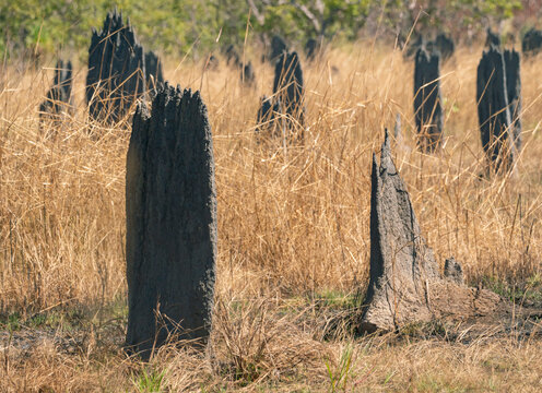 Top End Australia Magnetic Termite Mounds