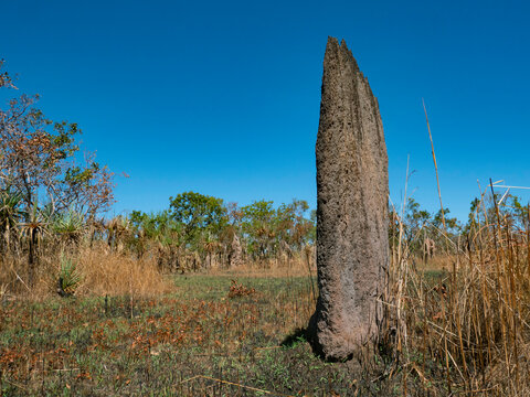Top End Australia Magnetic termite mound with copy space