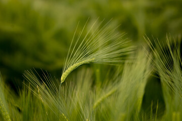 Fototapeta premium Ripening ears of meadow wheat field. Rich harvest Concept. Ears of green wheat close up.
