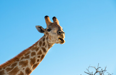 Fototapeta premium closeup portrait of a single giraffe looking down to the camera during a game drive in Etosha National Park, Namibia. giraffe against blue clear sky