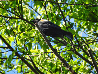 Red-Winged Blackbird on Branch: Sunshines on a red-winged blackbird sitting on a branch on a summer day. 