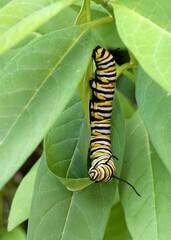 Monarch butterfly caterpillar with black, yellow, and white, stripes is nibbling on a green milkweed leaf.